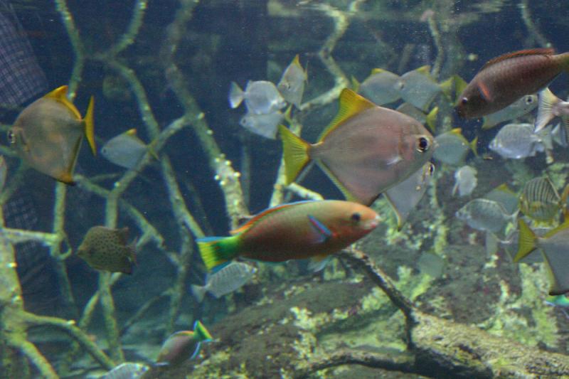 2005-08-25 14:00:37 ** Aquarium, Berlin, Deutschland, Zoo ** Bunte Vielfalt.