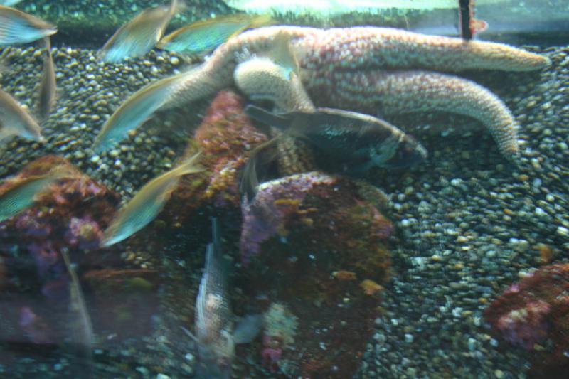 2007-09-01 12:21:32 ** Aquarium, Seattle ** Dieses Aquarium ist von der Straße aus einsehbar. 2007-09-01 12:21:32 ** Aquarium, Seattle ** Dieses Aquarium ist von der Straße aus einsehbar.