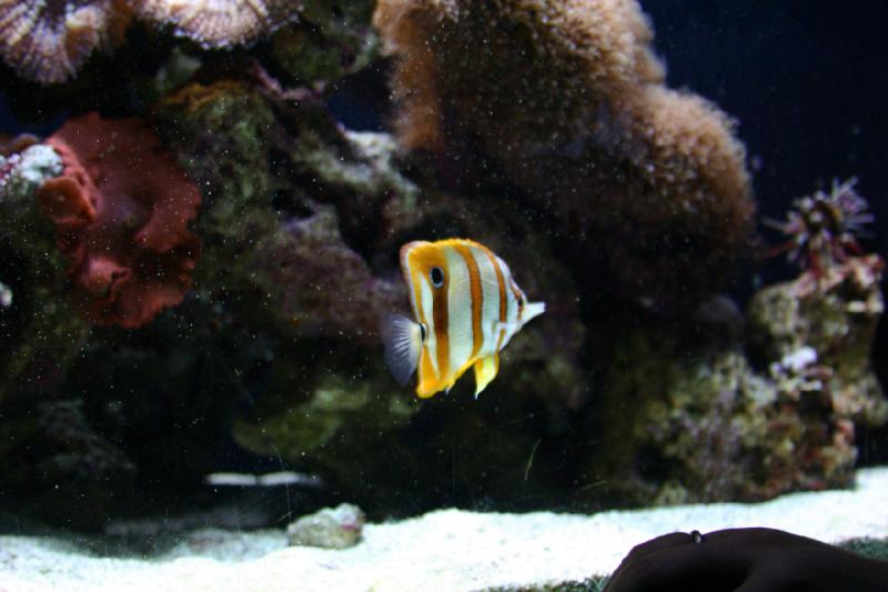 2007-09-01 11:24:08 ** Aquarium, Seattle ** Fish in the coral reef.
