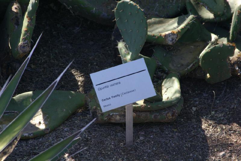 2007-10-27 14:24:10 ** Botanical Garden, Cactus, Phoenix ** Sign for Opuntia rastrera.
