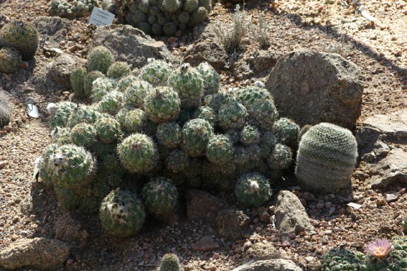 2007-10-27 13:13:34 ** Botanical Garden, Cactus, Phoenix ** Small cactus.