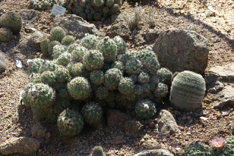 2007-10-27 13:13:34 ** Botanical Garden, Cactus, Phoenix ** Small cactus. 2007-10-27 13:13:34 ** Botanical Garden, Cactus, Phoenix ** Small cactus.