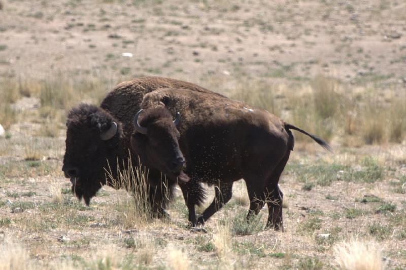 2014-08-15 11:40:30 ** Antelope Island, Bison, Utah ** 2014-08-15 11:40:30 ** Antelope Island, Bison, Utah **