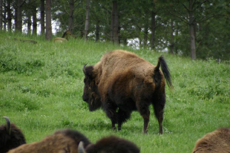 2005-05-07 14:32:58 ** Oregon, Roseburg, Zoo ** Buffalo. 2005-05-07 14:32:58 ** Oregon, Roseburg, Zoo ** Buffalo.
