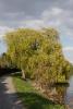 Trauerweide am Huntedeich.