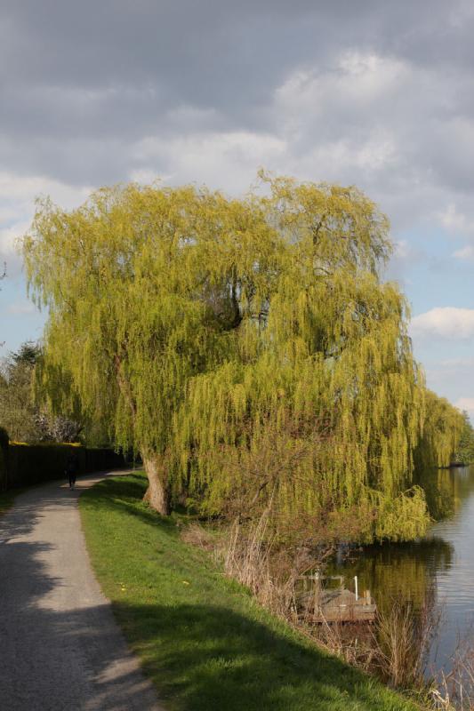 2010-04-22 17:35:06 ** Deutschland, Hunte, Oldenburg ** Trauerweide am Huntedeich.