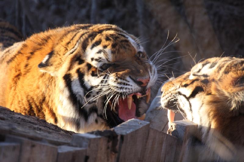 2011-01-23 16:41:52 ** Tiger, Utah, Zoo ** 