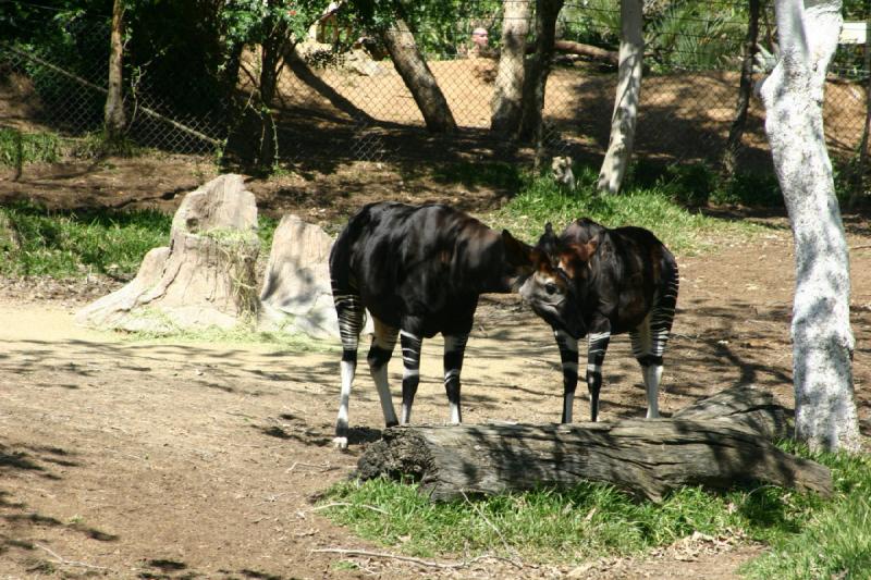 2008-03-21 12:26:58 ** San Diego, San Diego Zoo's Wild Animal Park ** 