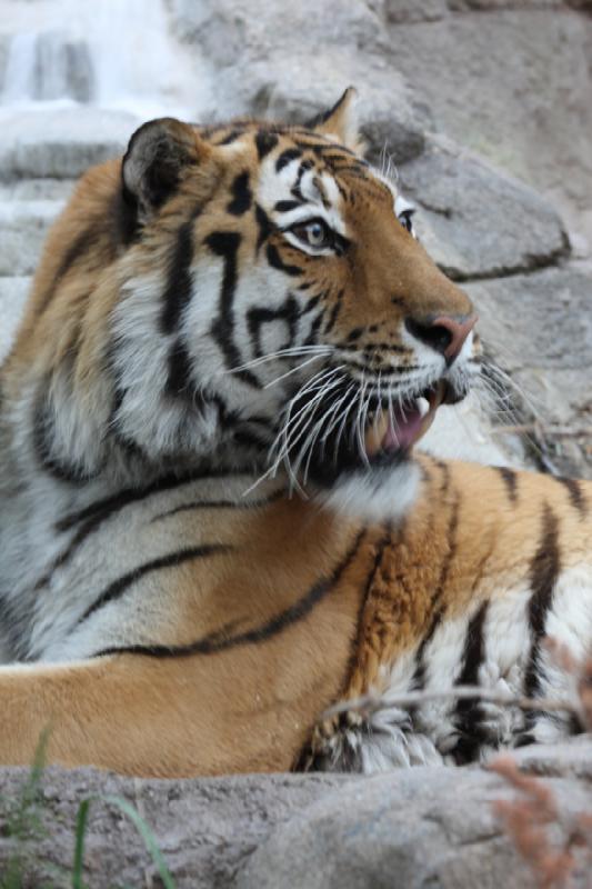 2012-05-17 19:17:53 ** Tiger, Utah, Zoo ** 