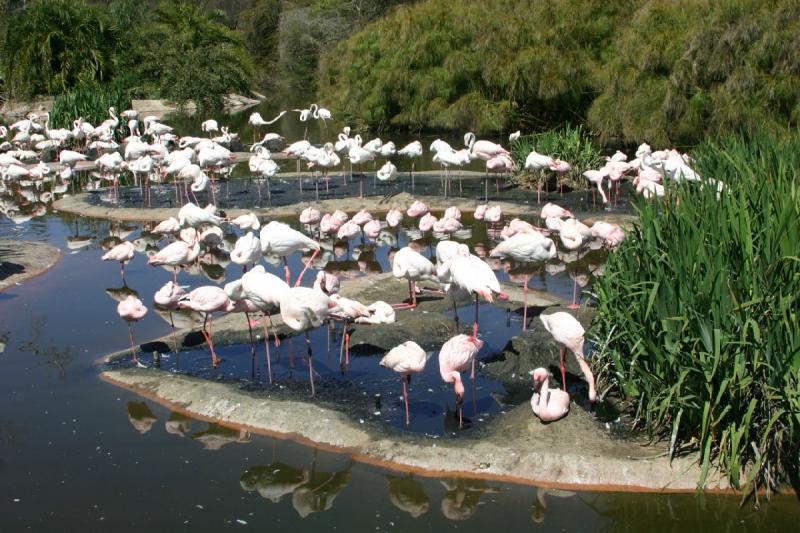 2008-03-21 11:55:16 ** San Diego, San Diego Zoo's Wild Animal Park ** 