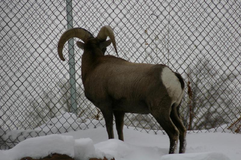 2007-12-09 16:02:46 ** Utah, Zoo ** Bighorn Sheep.