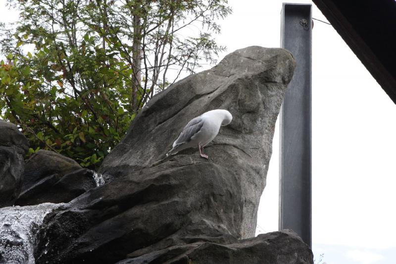 2012-06-16 11:50:13 ** Aquarium, Seattle ** 