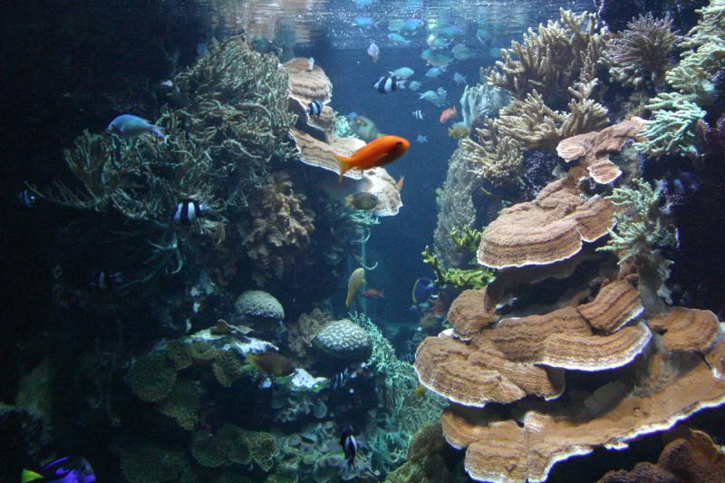 2005-08-25 14:27:33 ** Aquarium, Berlin, Deutschland, Zoo ** Korallenriff. 2005-08-25 14:27:33 ** Aquarium, Berlin, Deutschland, Zoo ** Korallenriff.