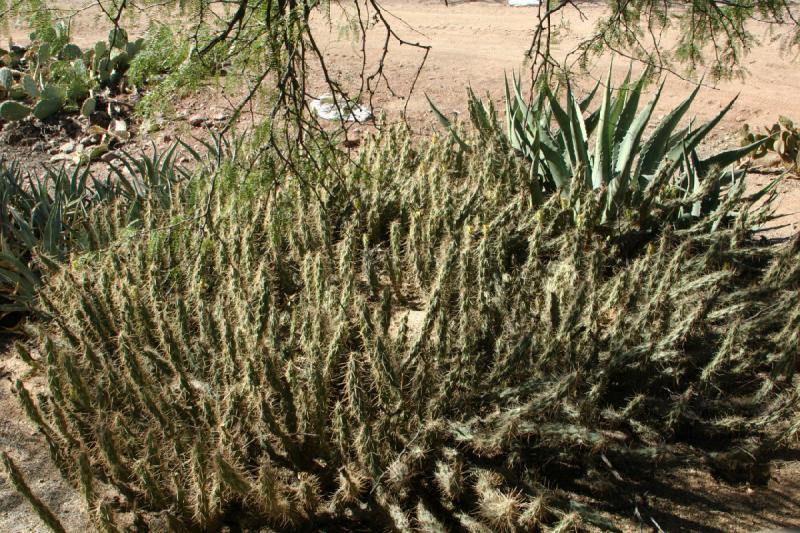 2007-10-27 13:09:26 ** Botanischer Garten, Kaktus, Phoenix ** Dieser Kaktus bedeckt viel Fläche.