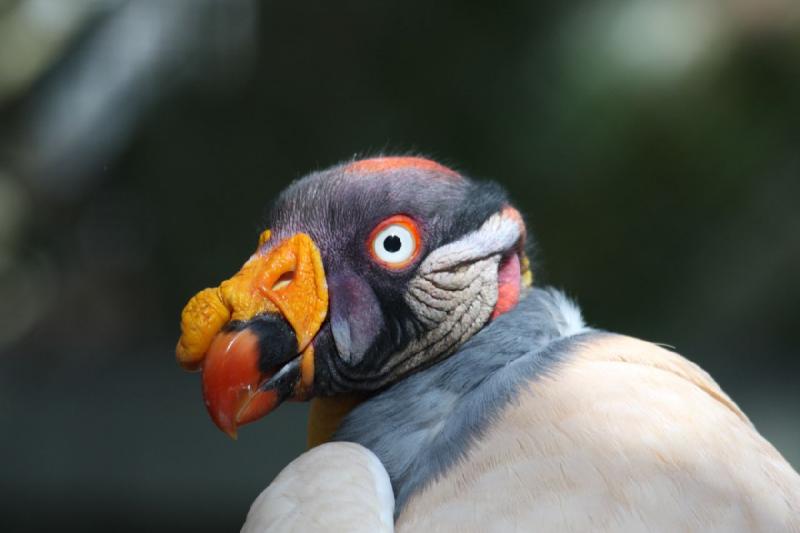 2011-07-16 09:05:22 ** King Vulture, Utah, Zoo ** 
