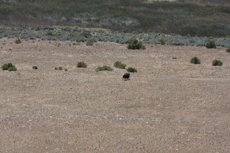2012-06-11 12:21:32 ** Antelope Island, Bison, Utah ** 