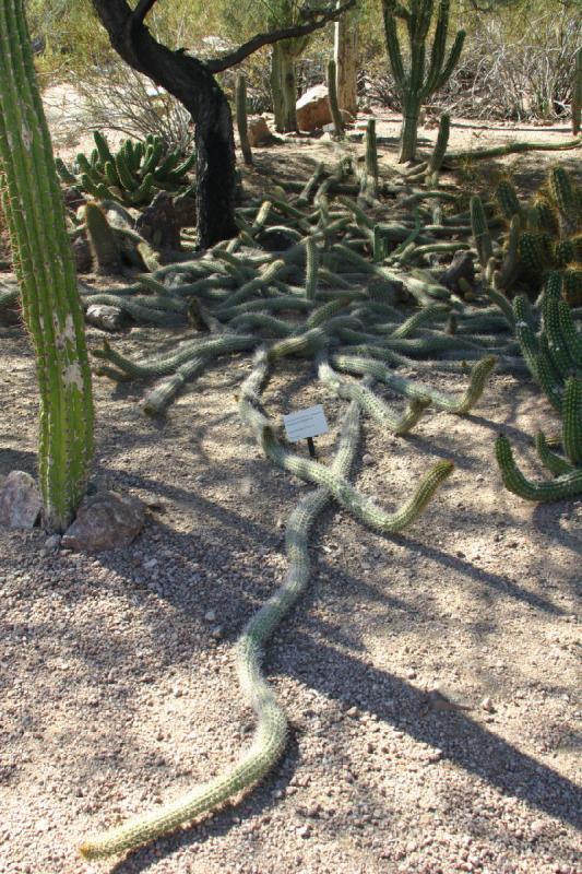 2007-10-27 13:19:20 ** Botanischer Garten, Kaktus, Phoenix ** Echinopsis thelegona.