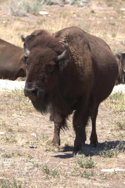 2014-08-15 11:49:44 ** Antelope Island, Bison, Utah ** 2014-08-15 11:49:44 ** Antelope Island, Bison, Utah **