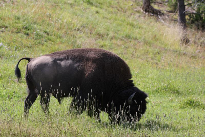 2009-08-05 09:31:27 ** Bison, Yellowstone National Park ** 