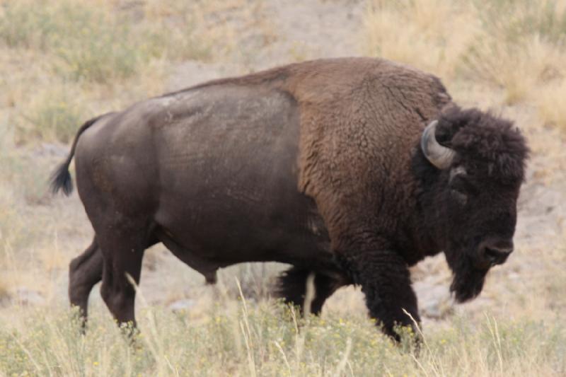 2013-08-24 15:37:54 ** Antelope Island, Bison, Utah ** 2013-08-24 15:37:54 ** Antelope Island, Bison, Utah **