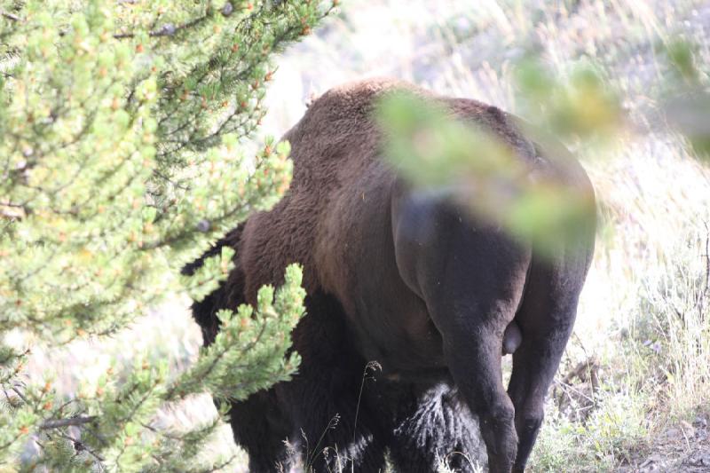 2008-08-15 17:26:25 ** Bison, Yellowstone Nationalpark ** 