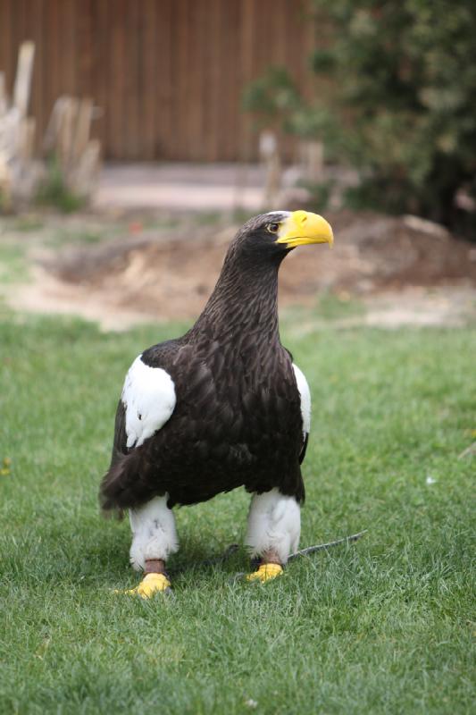 2011-05-07 11:02:28 ** Steller's Sea Eagle, Utah, Zoo ** 