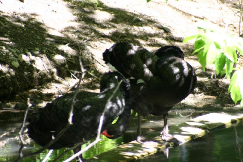 2005-05-21 16:35:34 ** Tracy Aviary ** Black swans.