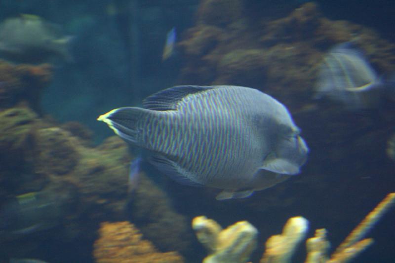 2007-09-01 11:22:24 ** Aquarium, Seattle ** Fisch.