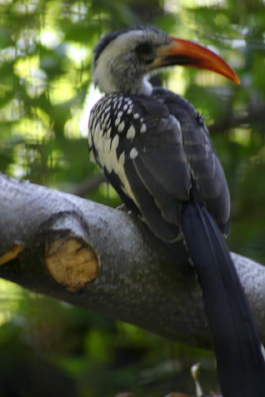 2005-05-21 17:25:33 ** Tracy Aviary ** Bird with large orange beak.