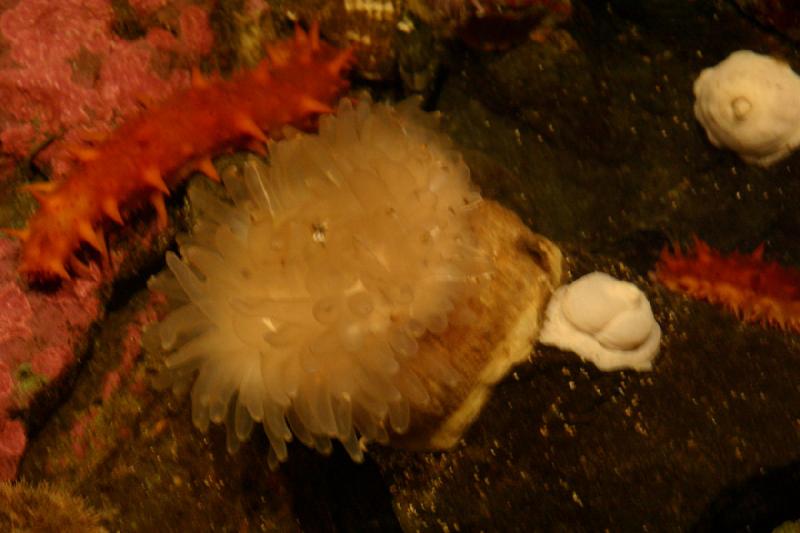 2007-09-01 11:17:06 ** Aquarium, Seattle ** Sea cucumbers and sea anemones.