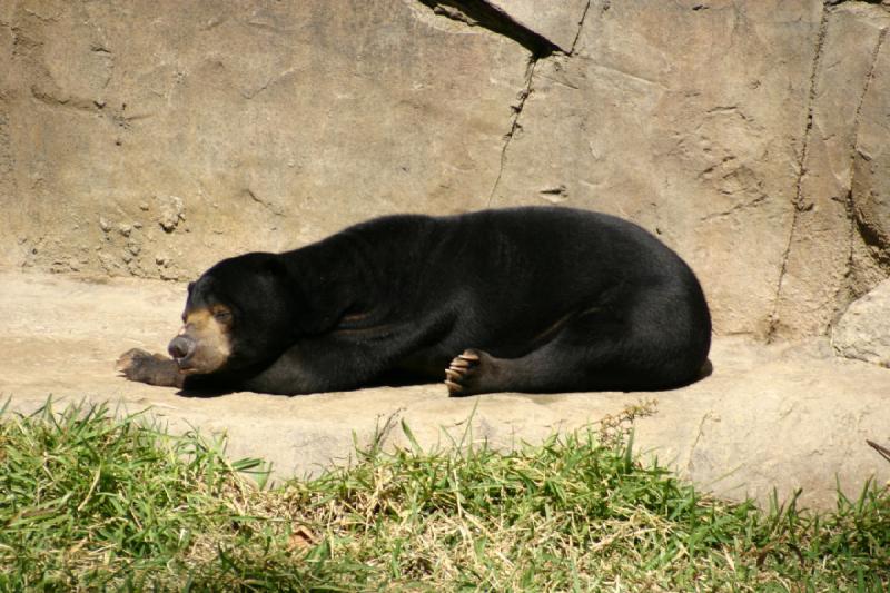 2008-03-20 11:16:30 ** San Diego, Zoo ** Malaienbär.