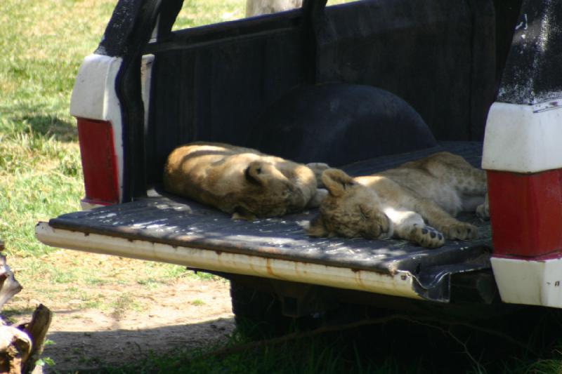 2008-03-21 12:47:26 ** San Diego, San Diego Zoo's Wild Animal Park ** Lion cubs inside the car.