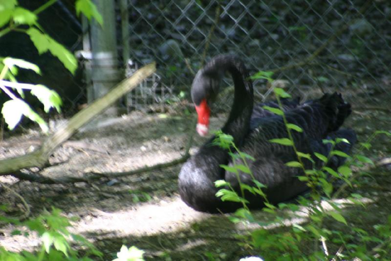 2005-05-21 17:56:04 ** Tracy Aviary ** Black swan.