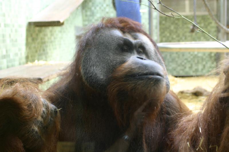 2005-08-24 17:36:28 ** Berlin, Deutschland, Zoo ** Orang-Utan-Männchen. 2005-08-24 17:36:28 ** Berlin, Deutschland, Zoo ** Orang-Utan-Männchen.