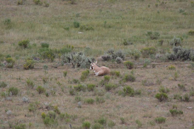 2009-08-05 15:18:46 ** Yellowstone Nationalpark ** 