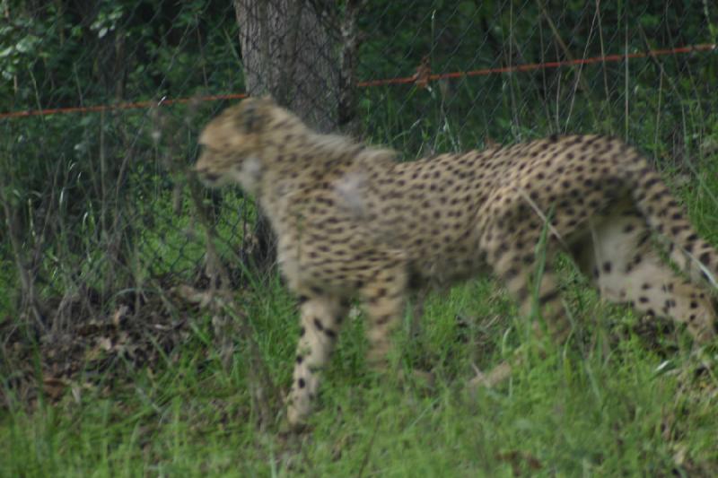 2005-05-07 15:26:15 ** Oregon, Roseburg, Zoo ** Gepard. 2005-05-07 15:26:15 ** Oregon, Roseburg, Zoo ** Gepard.