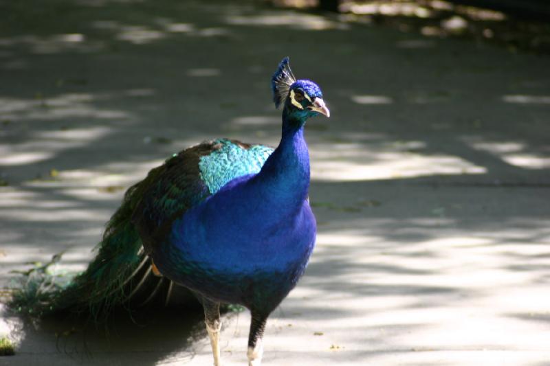 2005-05-21 16:34:26 ** Tracy Aviary ** Peacock.