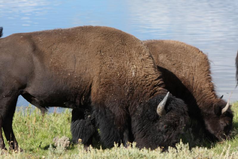 2008-08-15 17:12:09 ** Bison, Yellowstone Nationalpark ** 