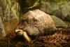 Radiated tortoise.