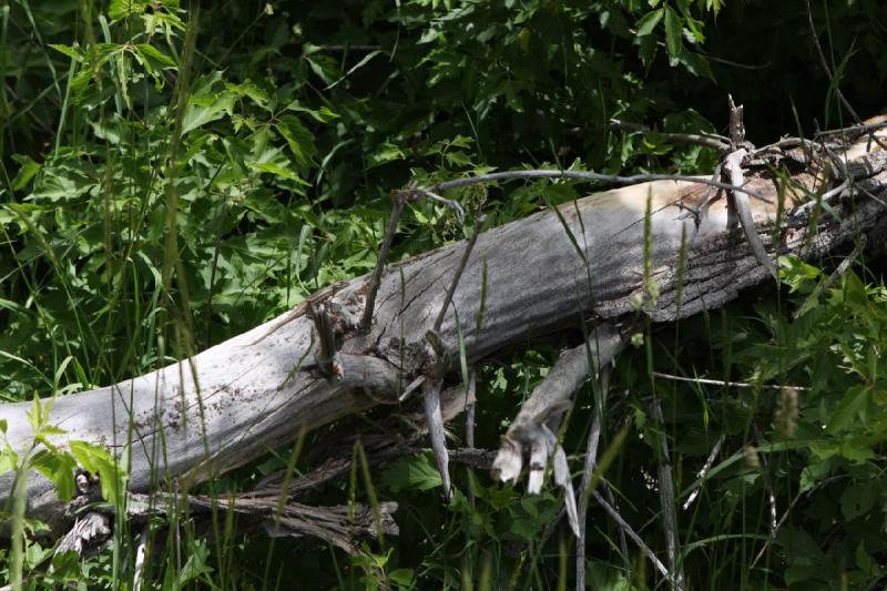 2012-06-12 12:46:16 ** Utah ** If you look close enough, you will see the lizard.