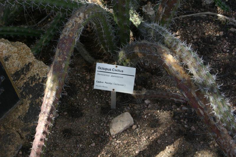2007-10-27 12:56:58 ** Botanischer Garten, Kaktus, Phoenix ** Schild des Oktopuskaktus.