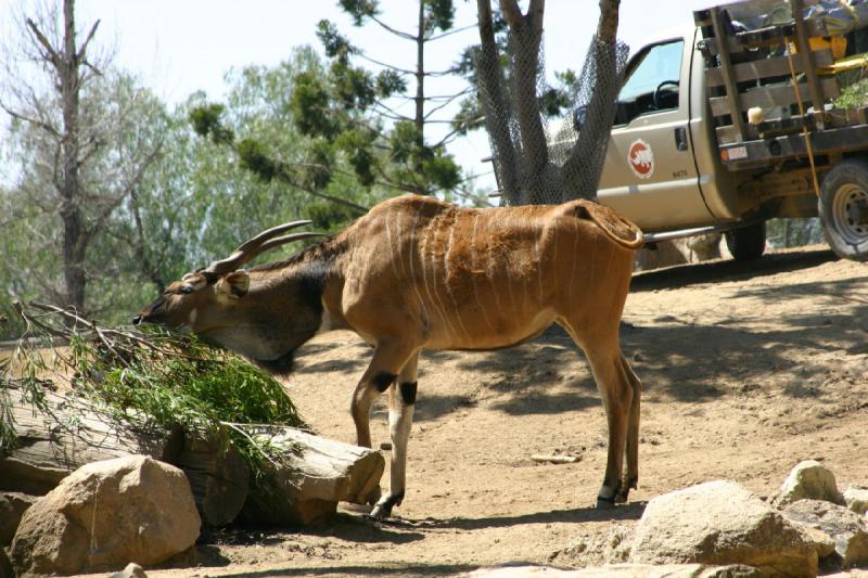 2008-03-21 12:34:12 ** San Diego, San Diego Zoo's Wild Animal Park ** 