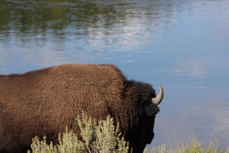 2008-08-15 17:12:06 ** Bison, Yellowstone Nationalpark ** 