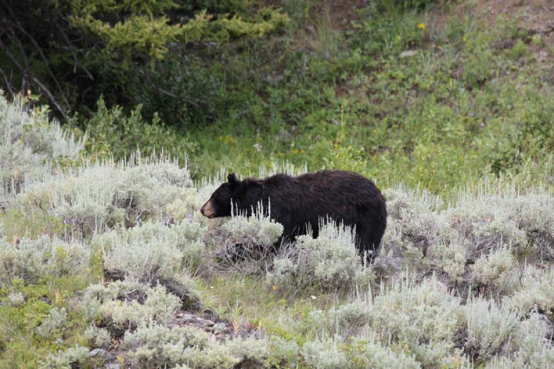 2009-08-05 14:02:26 ** Black Bear, Yellowstone National Park ** 