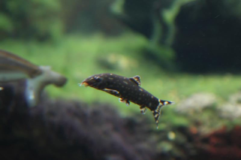 2014-03-12 15:06:21 ** Chicago, Illinois, Shedd Aquarium ** 