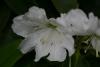White Rhododendron.