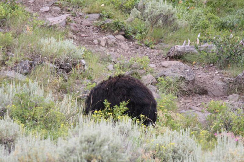 2009-08-05 14:13:28 ** Black Bear, Yellowstone National Park ** 