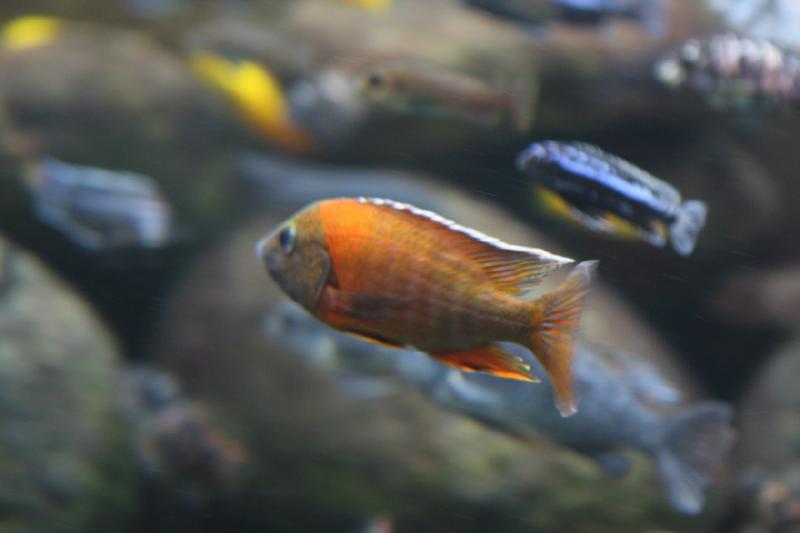 2014-03-12 14:55:25 ** Chicago, Illinois, Shedd Aquarium ** 