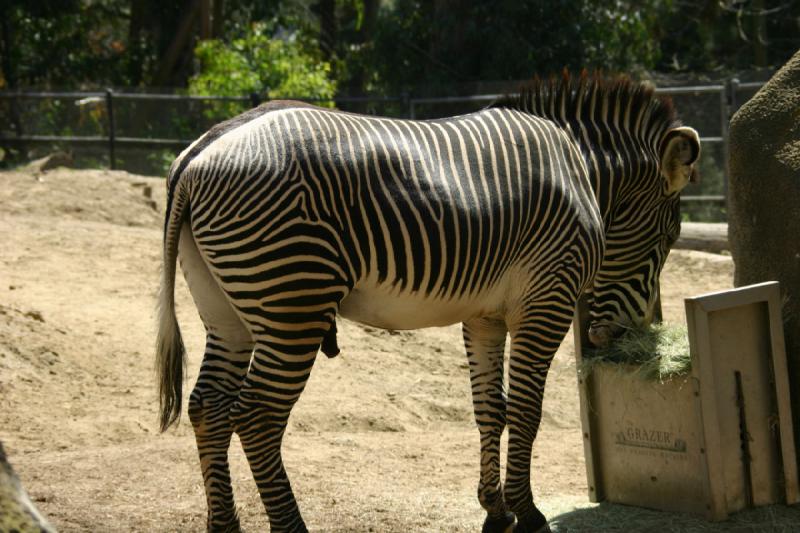 2008-03-20 12:04:28 ** San Diego, Zoo ** Grevy's Zebra. Obviously it's a stallion.