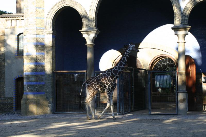2005-08-24 17:45:16 ** Berlin, Deutschland, Zoo ** Giraffe. 2005-08-24 17:45:16 ** Berlin, Deutschland, Zoo ** Giraffe.